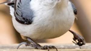 We did not find results for: Menangani Merawat Burung Yang Patah Kaki Om Kicau