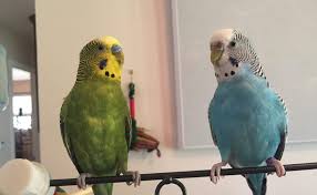 Maybe you would like to learn more about one of these? How Much Time Out Of The Cage Budgies Should Have Every Day Homekeethome