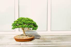 Unlike the original chinese penjing, which utilizes traditional techniques to produce entire natural sceneries in small pots. The Importance Of Wire Training Your Bonsai Tree Grow Your Bonsai