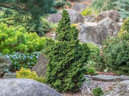 Image result for Hunteria densiflora