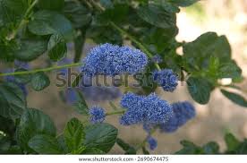 Image result for Rhamnaceae