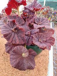 Begonia Species Foliage Begonias Begonia Flowers Perennials