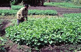 Image result for Solanum scabrum