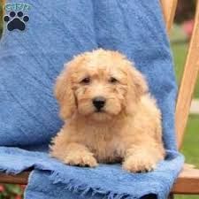 » labradoodle puppies for sale | professional dog breeders. Mini Labradoodle Puppies For Sale Greenfield Puppies Labradoodle Puppy Mini Labradoodle Puppy Puppies
