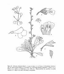 Image result for Pycreus pumilus