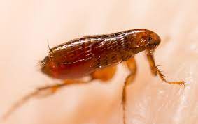 Gastonia spider pest control is beneficial because: Flea Exterminator In Gastonia Nc Get Rid Of Fleas Today