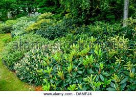 Yak Rhododendron Yakushima Rhododendron Rhododendron Yakushimanum Stock Photo 58228962 Alamy Landscape Plans Landscape Projects Dream Landscape