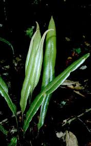 Image result for Elaphoglossum kivuense