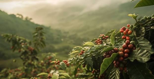 Scenic valley and waterfalls in Coorg, Scotland of India