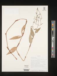 Image result for Aneilema dregeanum