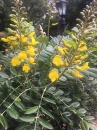 Image result for Sophora inhambanensis
