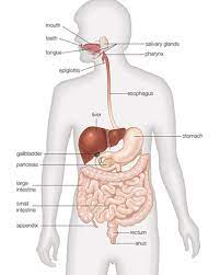 05 02 The Digestive System Anatomy And Physiology Flvs Flashcards Quizlet