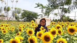 Hembusana udara sejuk khas pegunungan dengan siraman hangatnya matahari turut menambah. Indahnya Spot Foto Bunga Matahari Di Sky Garden Paris Van Java Yang Cocok Dikunjungi Sore Hari Tribun Travel