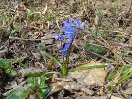 Image result for Scilla benguellensis