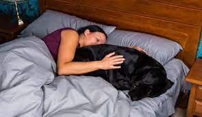 Women Sleep Better Next To Dogs Than Humans Simplemost