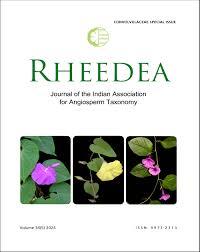 Image result for Convolvulus farinosus