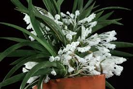 Image result for Podangis dactyloceras