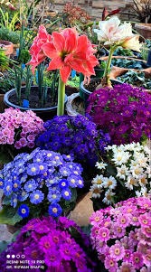 Image result for Cineraria deltoidea