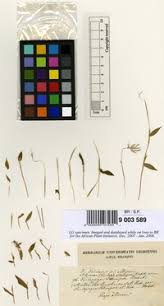 Image result for Arthraxon lancifolius