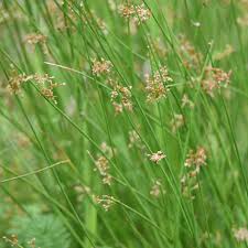 Image result for Juncus