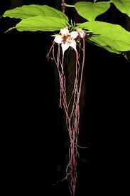 Image result for Strophanthus