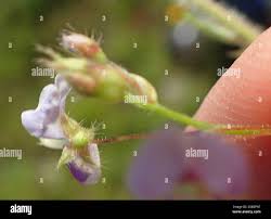 Image result for Grona setigera