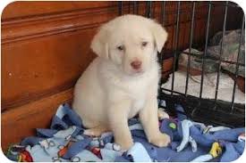 Oak Lawn Il American Eskimo Dog Meet Tanner A Pet For Adoption
