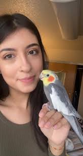 The way he charges up his beak for a kiss ❤️ #yumyumthetiel #cockatiel  #parrot #bird #pet #parrotsoftiktok #cockatielsoftiktok #birdsoftiktok