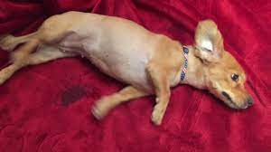 Maybe you would like to learn more about one of these? Epilepsie Pichinez Youtube