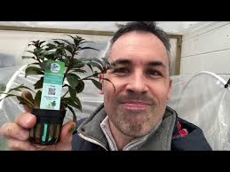 Ludwigia diamond red, Aquarium Plant, Easy to Grow, Lovely Colours