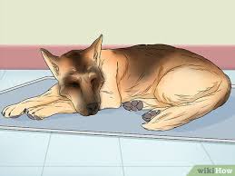 Can your dog sense pregnancy? 4 Ways To Tell If A Dog Is Pregnant Wikihow
