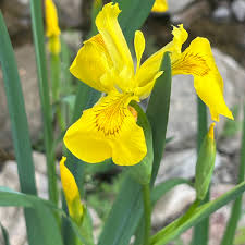 Image result for Iris pseudacorus