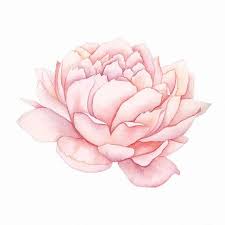 Pink Peony Watercolor Pink Peony Wall Art Pink Peony Art Etsy Pink Flower Tattoos Pink Peonies Art Peony Art