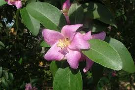 Image result for Lagunaria patersonia