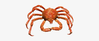 Buy alaskan red king crab online wild alaska salmon seafood. King Crab Png Alaskan King Crab Png Png Image Transparent Png Free Download On Seekpng