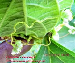 Image result for Cuscuta hyalina