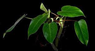 Native to colombia, it makes an excellent houseplant and will tolerate a wide range of growing conditions. Philodendron Erubescens K Koch Augustin Philodendron Erubescens Exotic Rainforest Rare Tropical Plants Philodendron Erubescens Red Leaf Philodendron Blushing Philodendron Red Emerald Philodendron