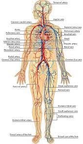 Pin On Bones Muscles
