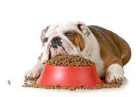 Per umido intendiamo circa il 40% di pasta o riso, il 40% di carne e il 20. Alimentazione Del Cane Dieci Regole Per Farla Correttamente Razzedicani Net