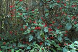 Image result for Odontonema cuspidatum