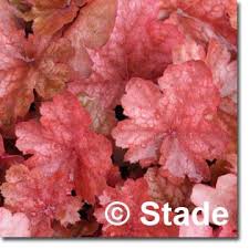 Staudenkulturen Stade Der Stauden Shop Im Internet Heuchera Southern Green Beans Cherry Cola