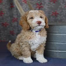 Maybe you would like to learn more about one of these? Australian Labradoodle Our Dogs Have Soft Allergy Friendly Fleece Coats