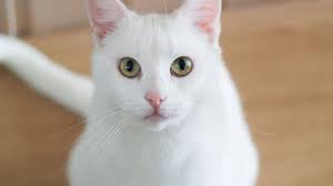 Browse 30,794 white fluffy stock photos and images available, or search for white fluffy clouds or white fluffy cat to find more great stock photos and pictures. The Best White Cat Breeds To Keep As Pets
