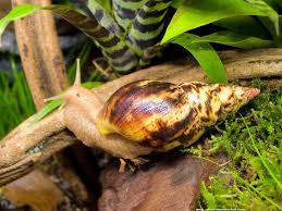 Achatina Albopicta Escargot Terrestre Africain Escargot Elevage Escargot Animaux De Compagnie