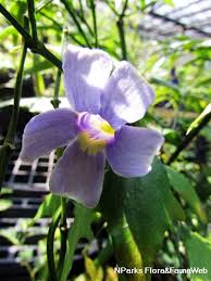 Image result for Thunbergia kirkiana