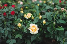 Soak bareroot roses in tepid water overnight before planting. Miniature Roses Plant Care Growing Guide