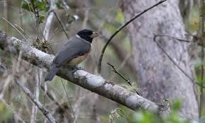 Image result for Vangueria proschii