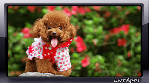 Name a slang expression for eating a lot. Poodle Wallpaper 2 5 Free Download