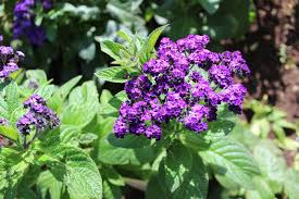 Image result for Heliotropium zeylanicum