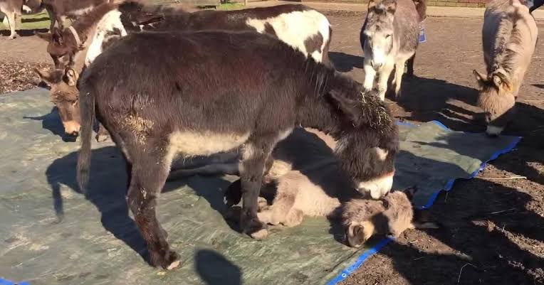 Donkeys Gather To Say Goodbye To A Friend Who Died - The Dodo